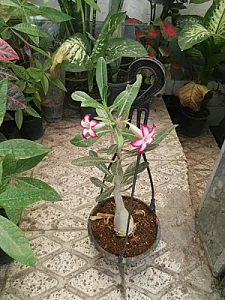 گلخانه سید