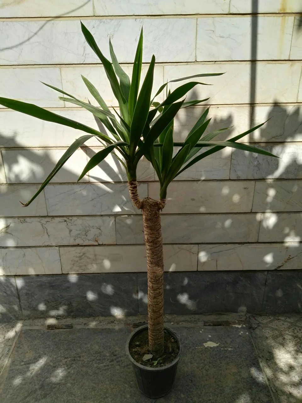 گلخانه سید - تصویر 3