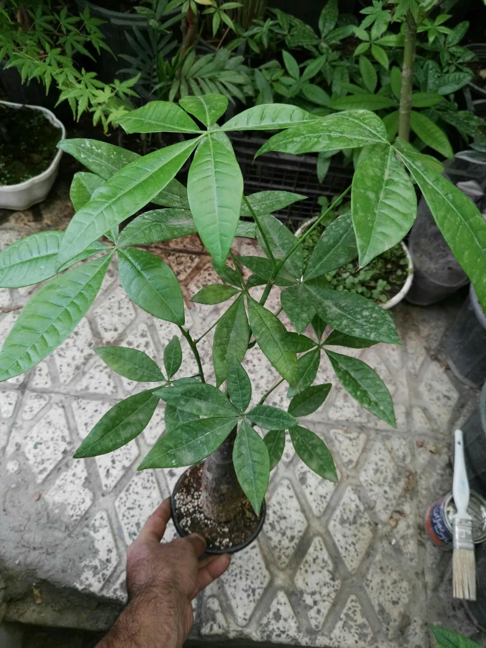 گلخانه سید - تصویر 5
