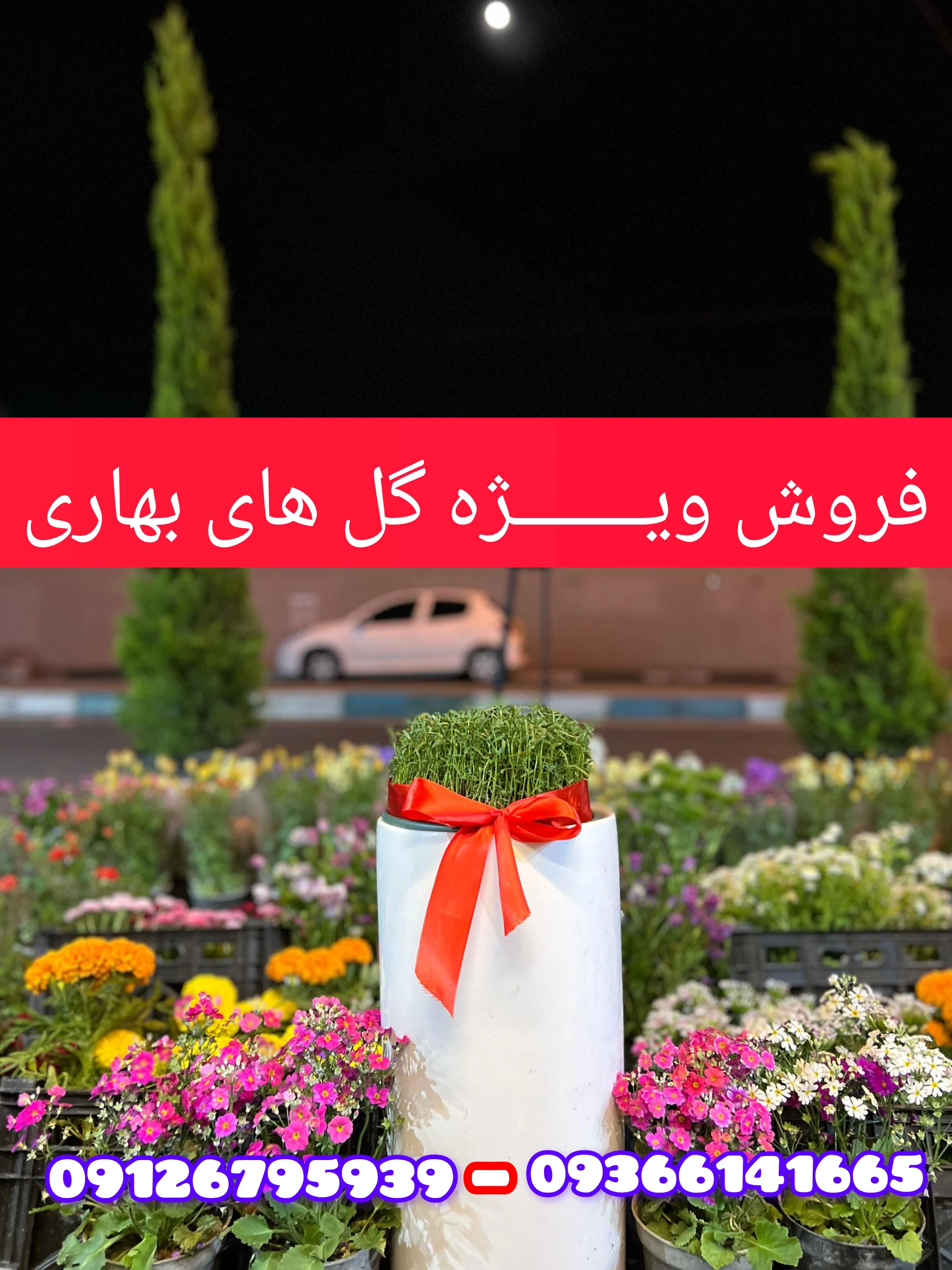 صدرا گل - تصویر 3