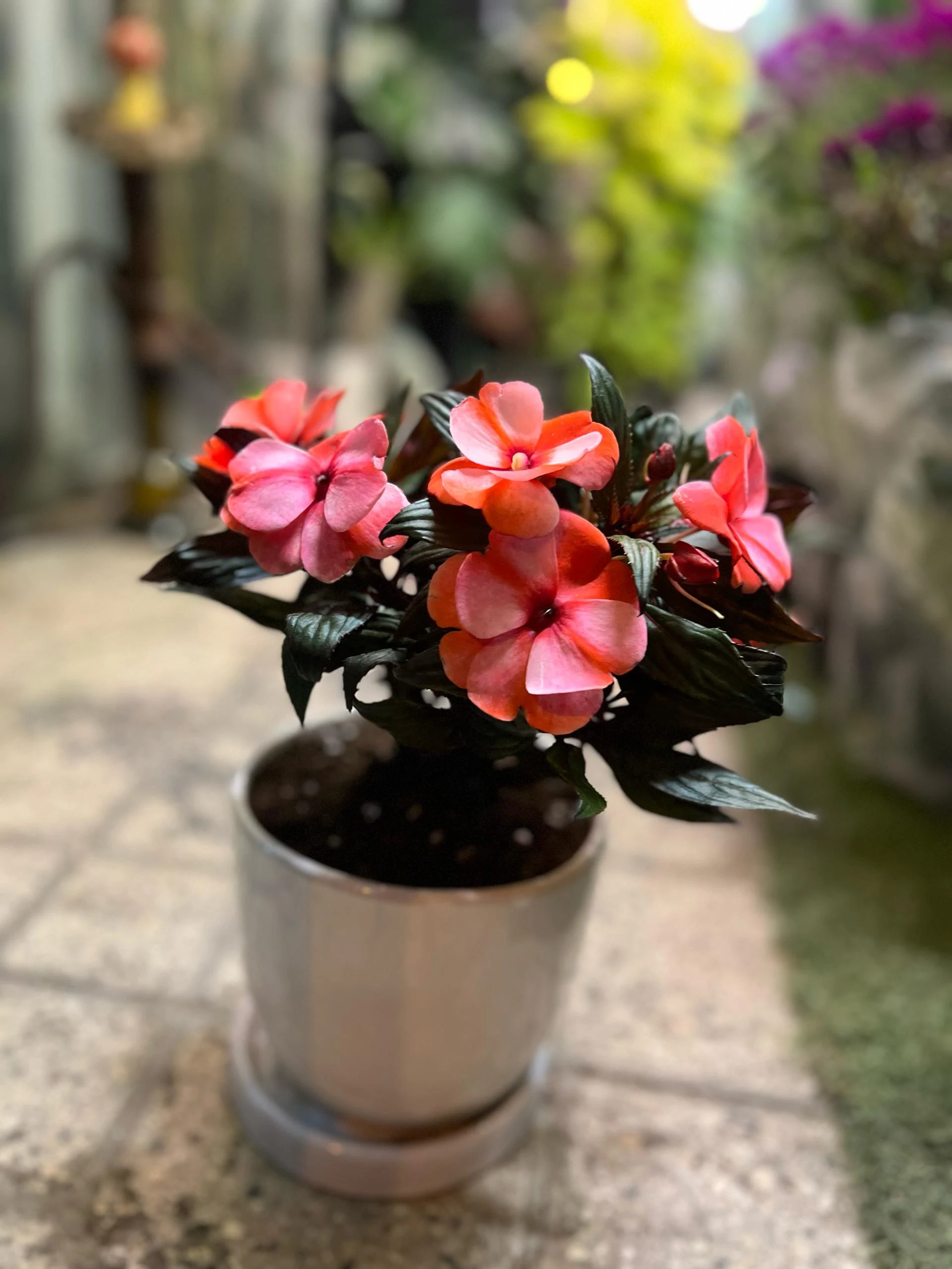 صدرا گل - تصویر 4