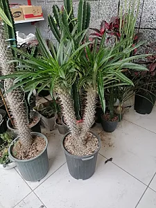 گل و گیاه هدیه آدریکا