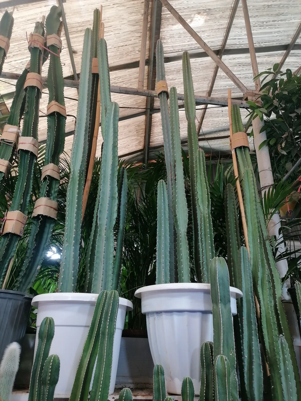 گل و گیاه هدیه آدریکا - تصویر 2