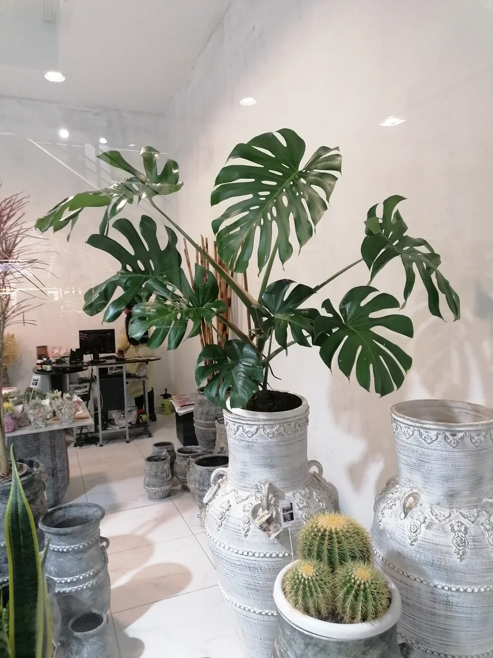 گل و گیاه هدیه آدریکا - تصویر 3