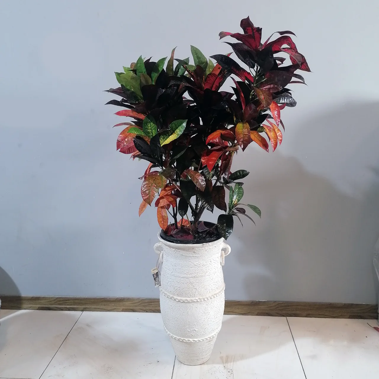 گل و گیاه هدیه آدریکا - تصویر 4