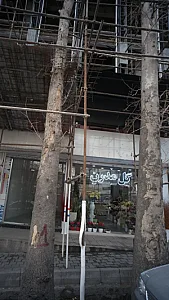 گل مدرن