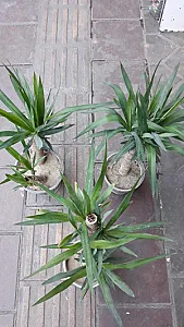 گلسرای مهدی