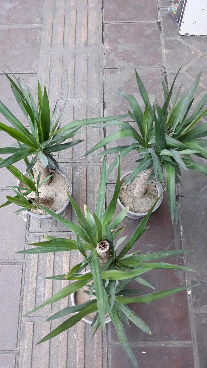 گلسرای مهدی