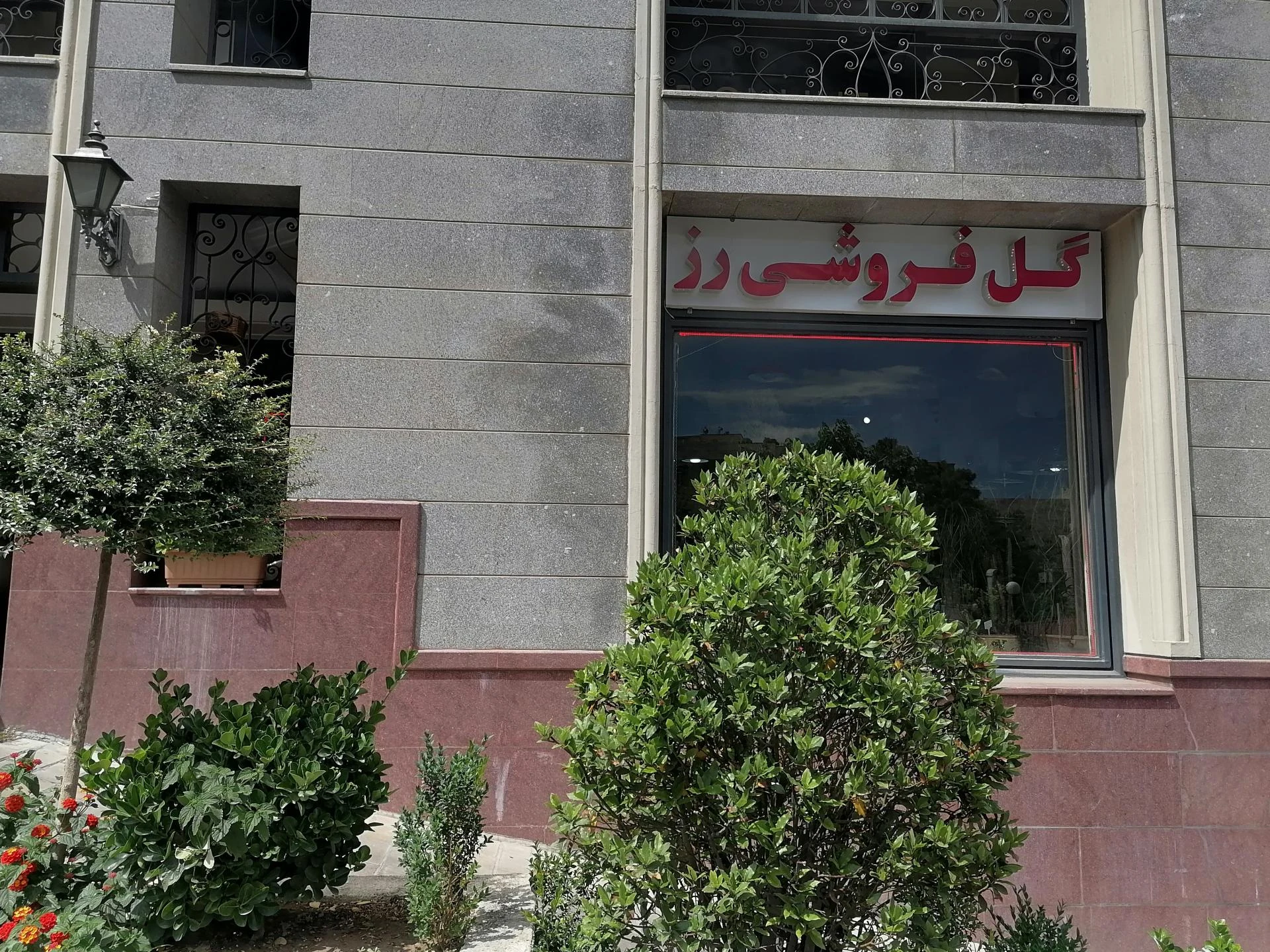 گل امیر - تصویر 3