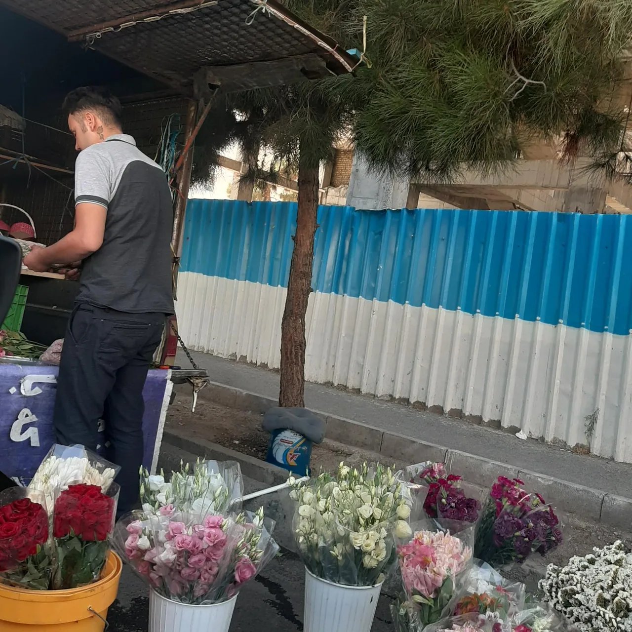گل تارومی
