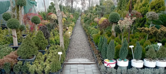 عطر یاس