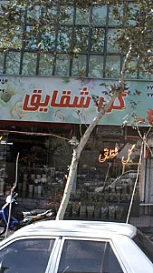 گل شقایق