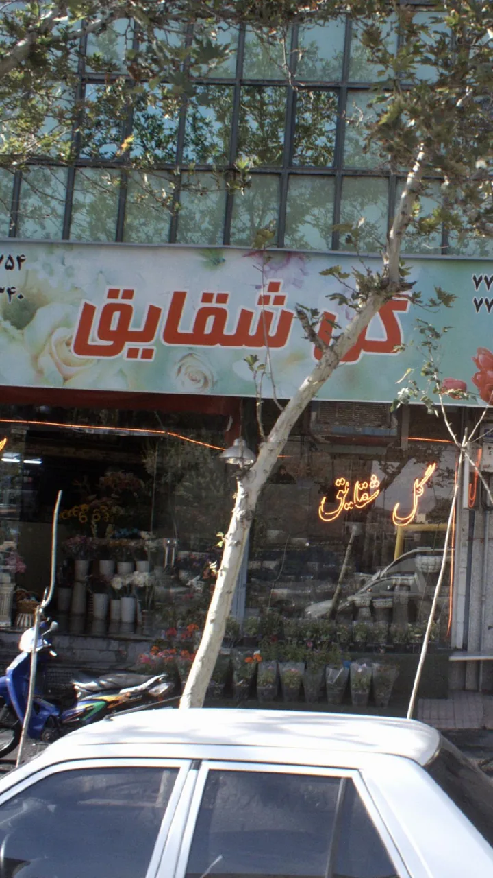 گل شقایق