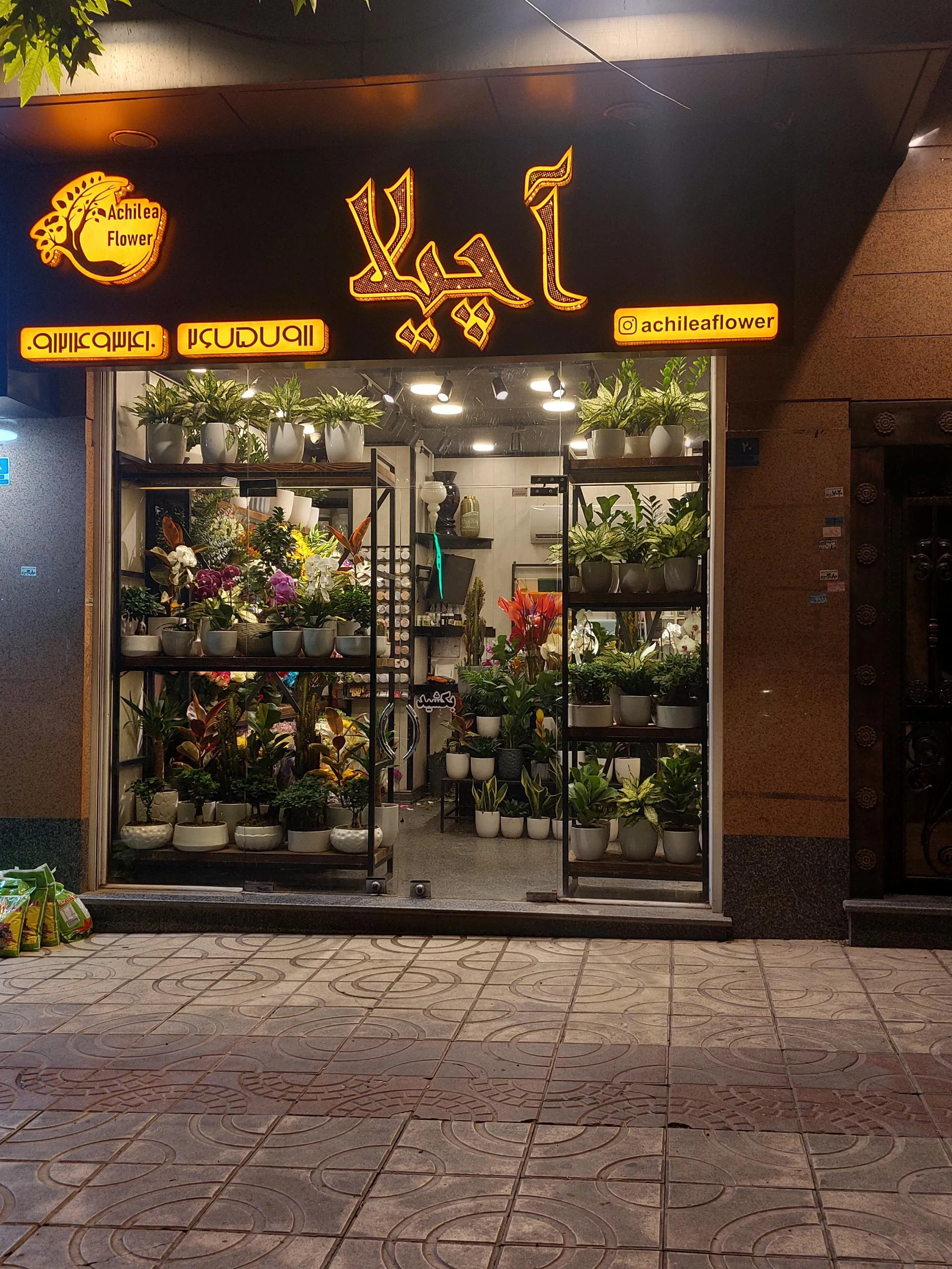 گل ژمینو - تصویر 2