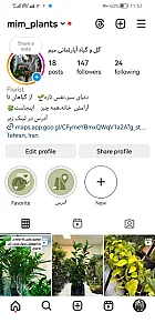 گل و گیاه آپارتمانی میم