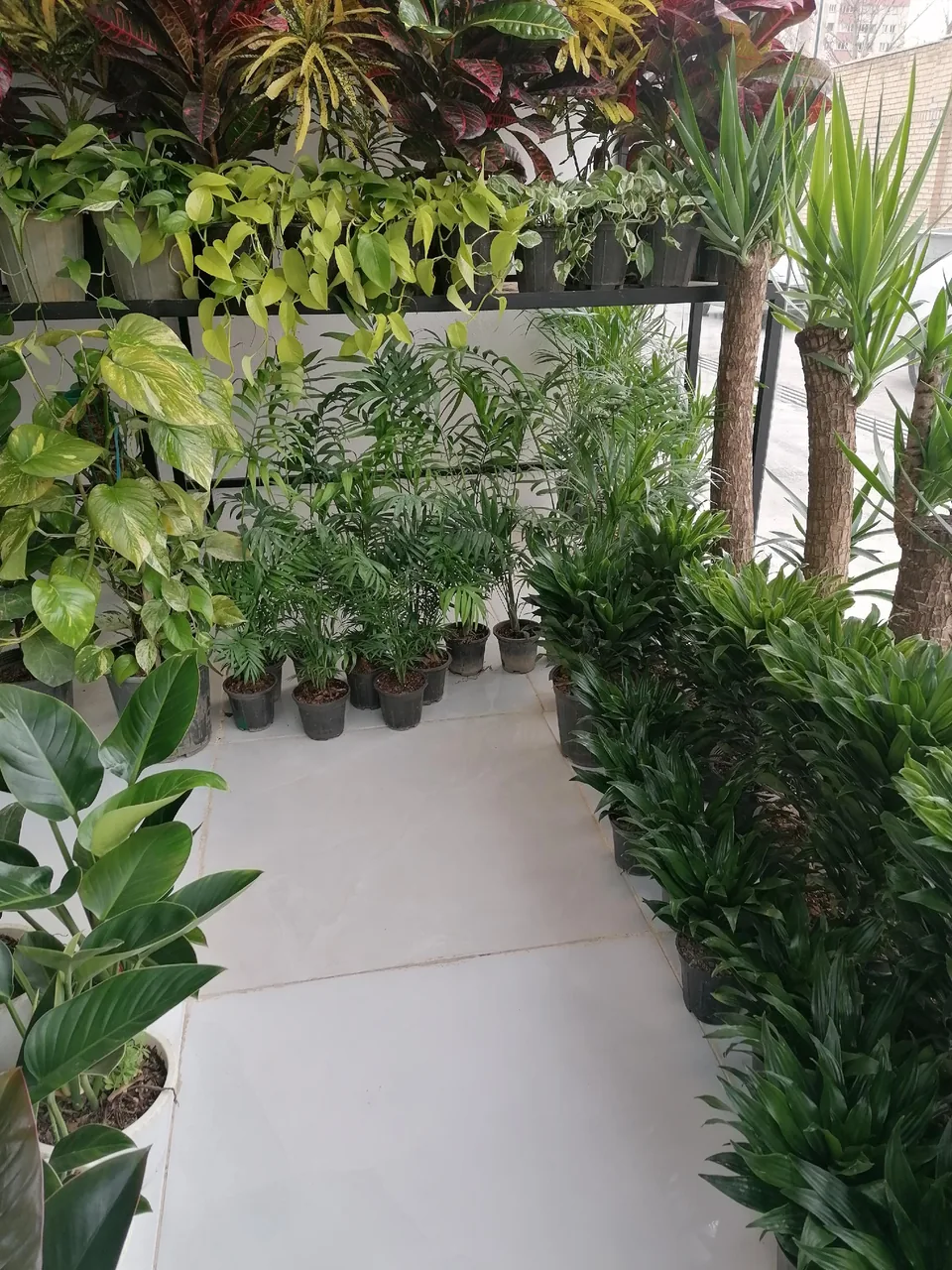 گل و گیاه آپارتمانی میم - تصویر 2