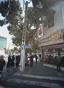 گل نوبهار