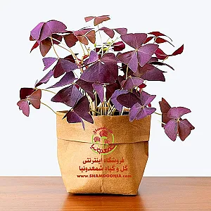 فروشگاه اینترنتی گل و گیاه شمعدونیا