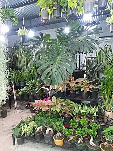 گل و گیاه تیدا