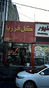 گل فرزیا