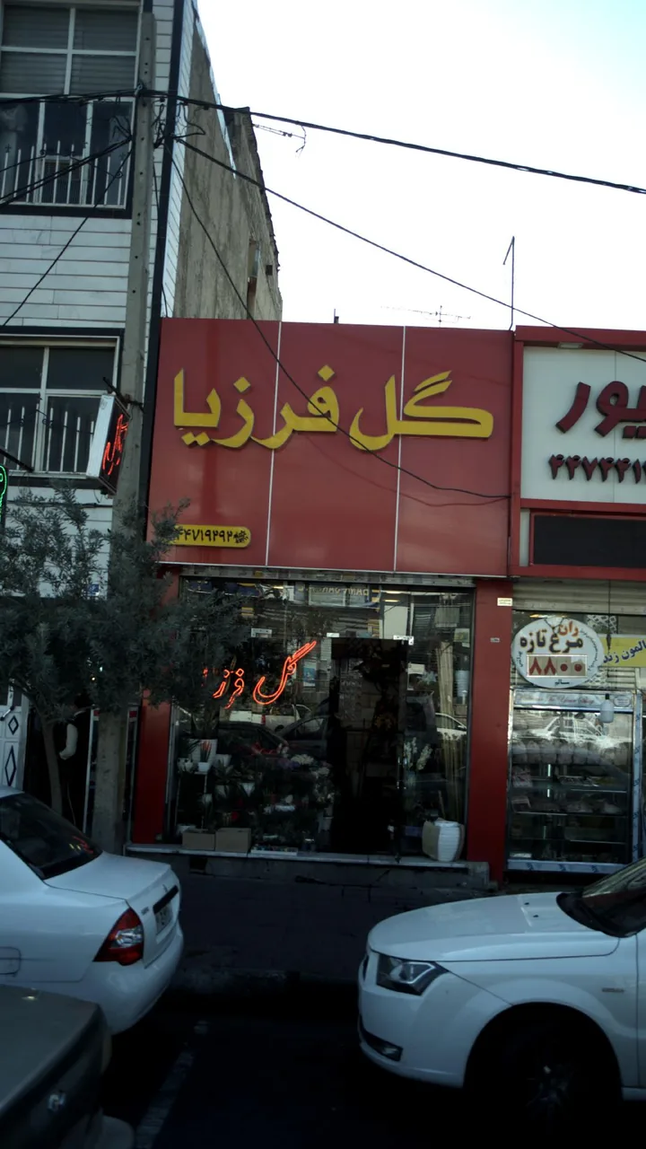 گل فرزیا - تصویر 2