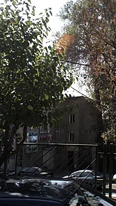 گل ارکیده