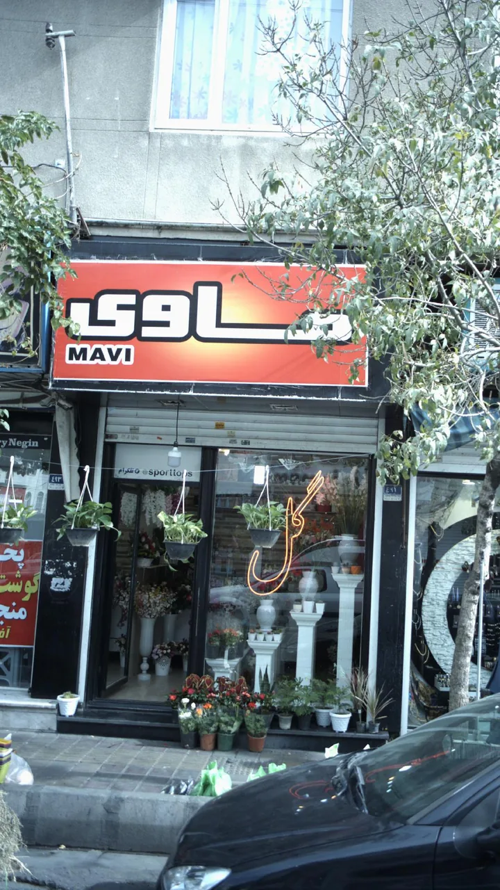 گل ماوی