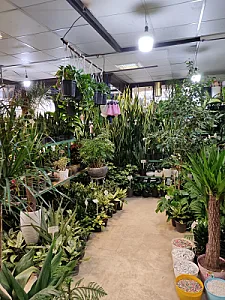 کیلینیک گل وگیاه خانواده