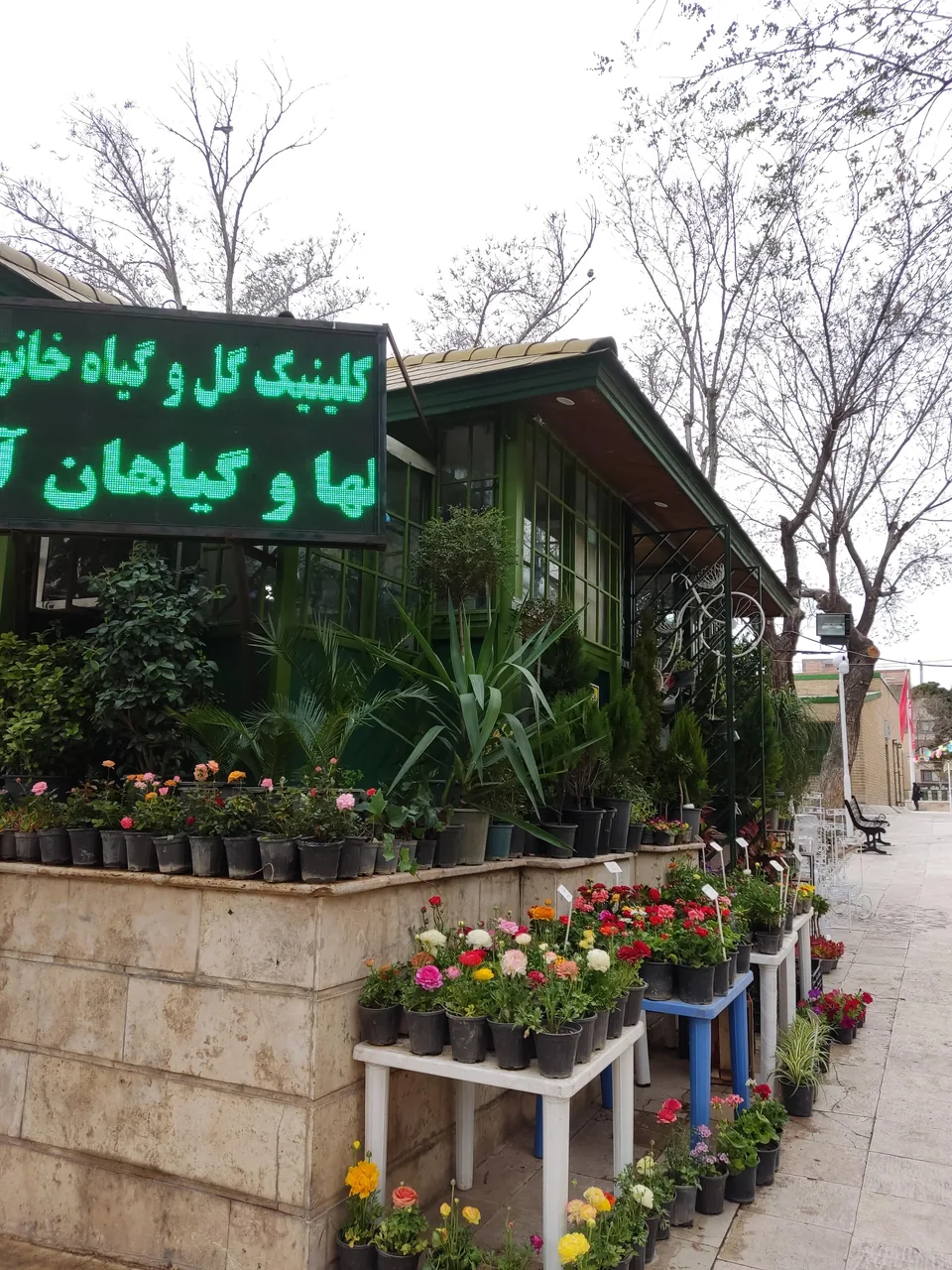 کیلینیک گل وگیاه خانواده - تصویر 2