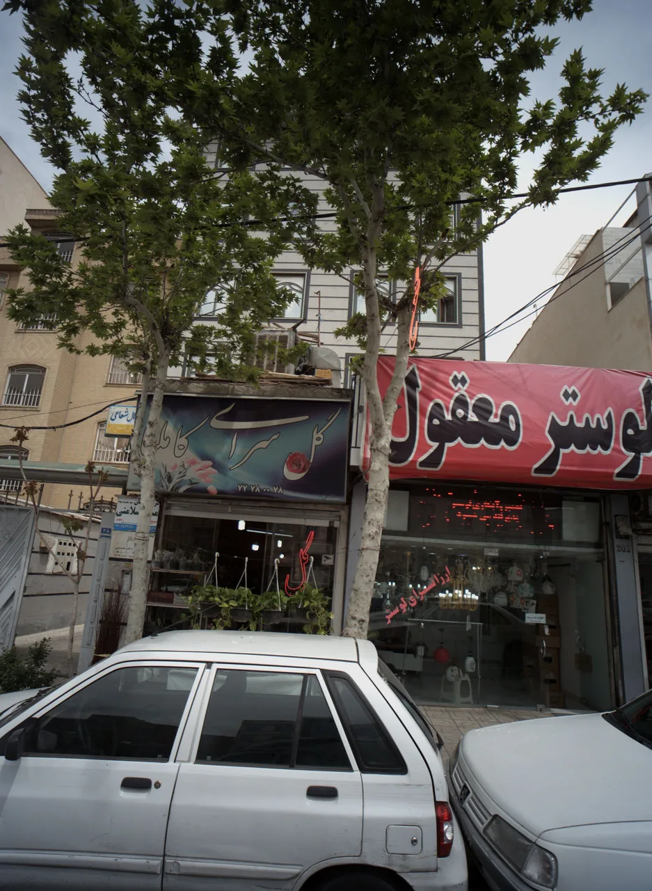 گل سرای کاملیا