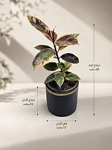 وال ای پلنت
