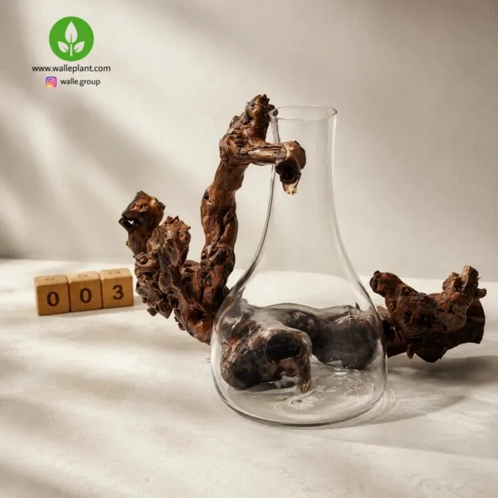 وال ای پلنت - تصویر 5