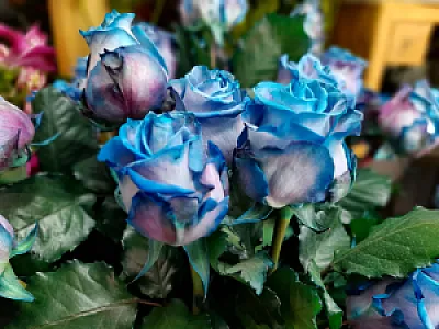 گالری گل مریم