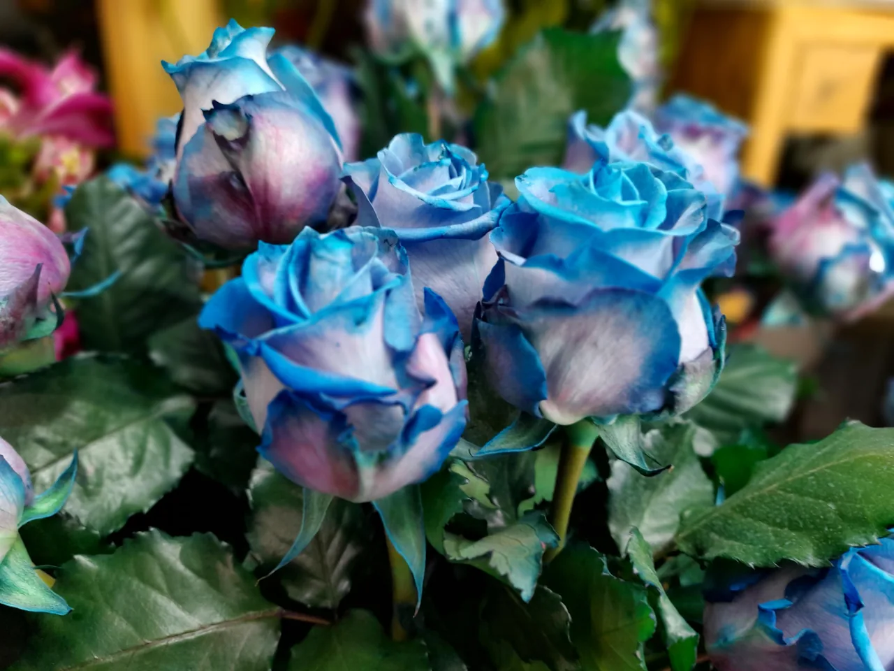 گالری گل مریم