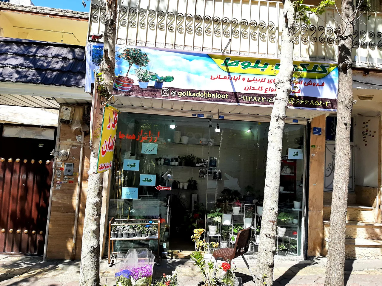 گل فروشی بلوط - تصویر 2