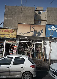 گل پالیز