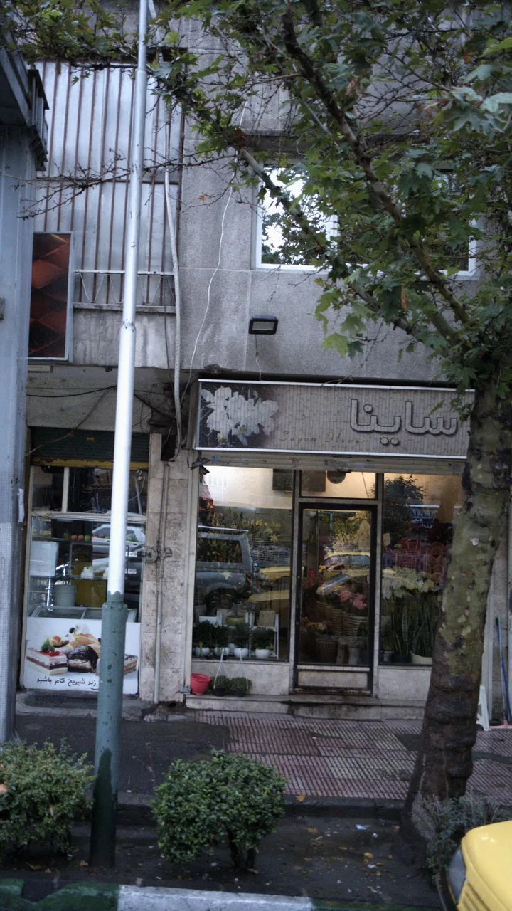 ساینا