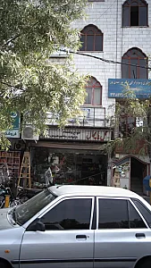 گل پامچال