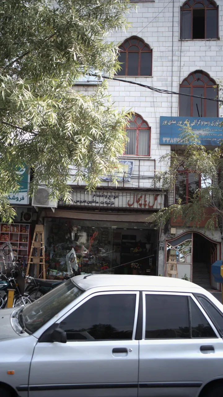 گل پامچال