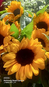 گلفروشی بهاره