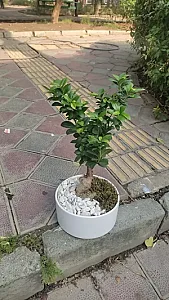 گل فروشی جردن