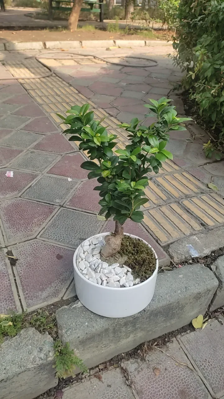 گل فروشی جردن