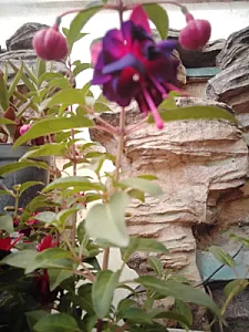 گلسرای آشوک
