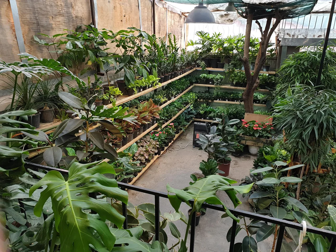 گلخانه بهار گل - تصویر 4