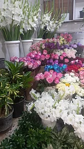 قصر گل شقایق
