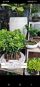 بازار گل ستاری