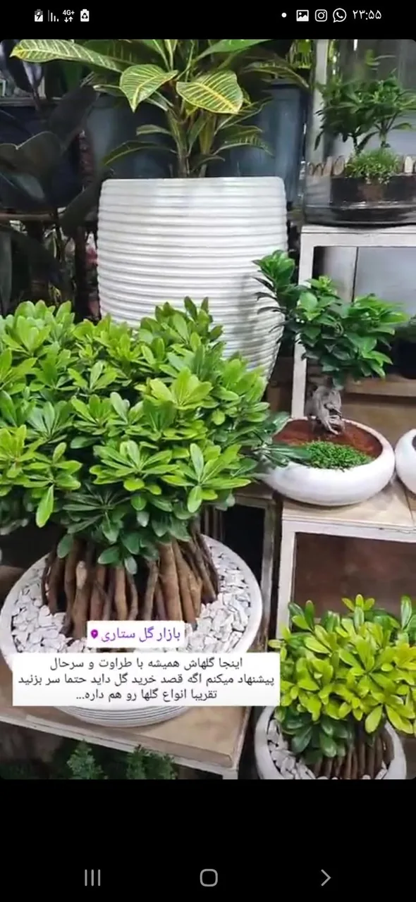 بازار گل ستاری