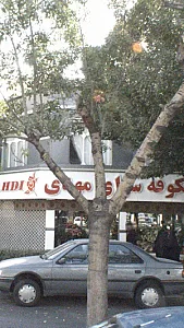 شکوفه سرای مهدی