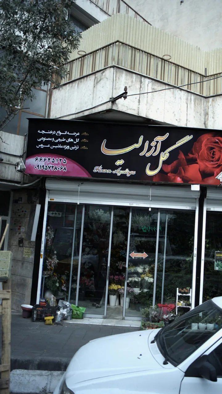 گل آزالیا - تصویر 2