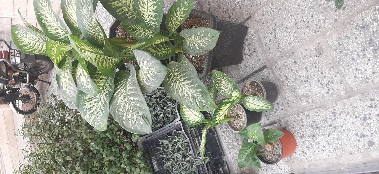 گل و گیاه حس خوب